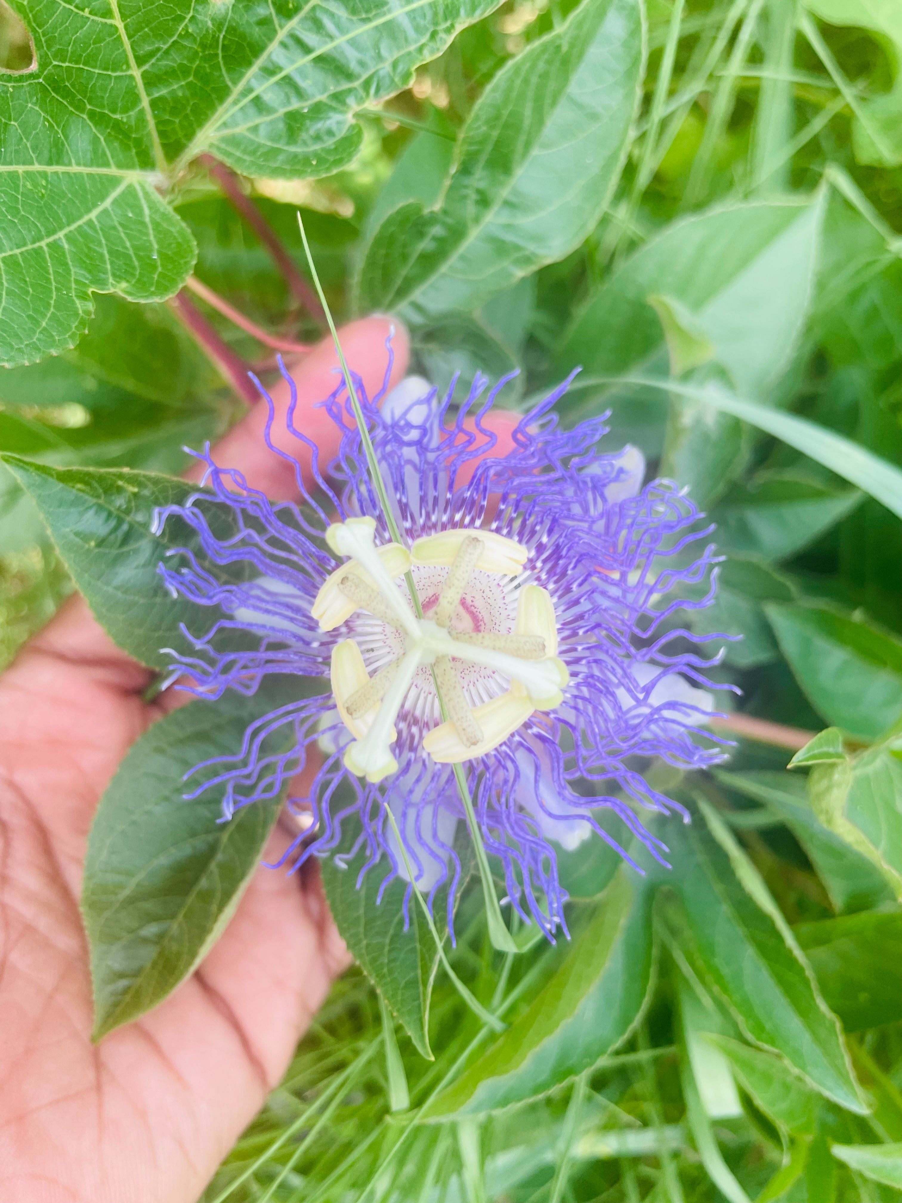 Sacred Earth Container - An Herbal Immersion